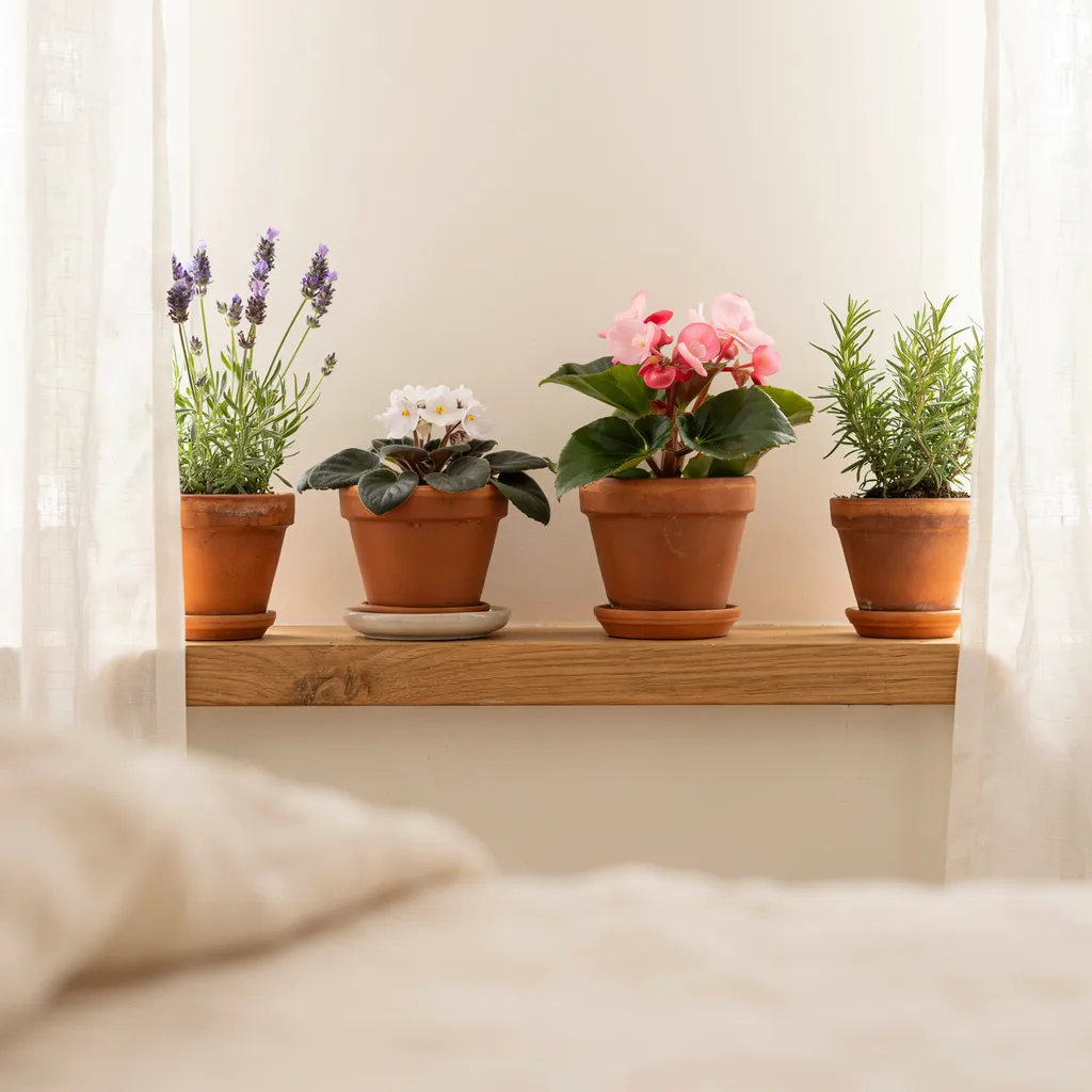 Flowering plants in terracotta pots on sunny window sill
